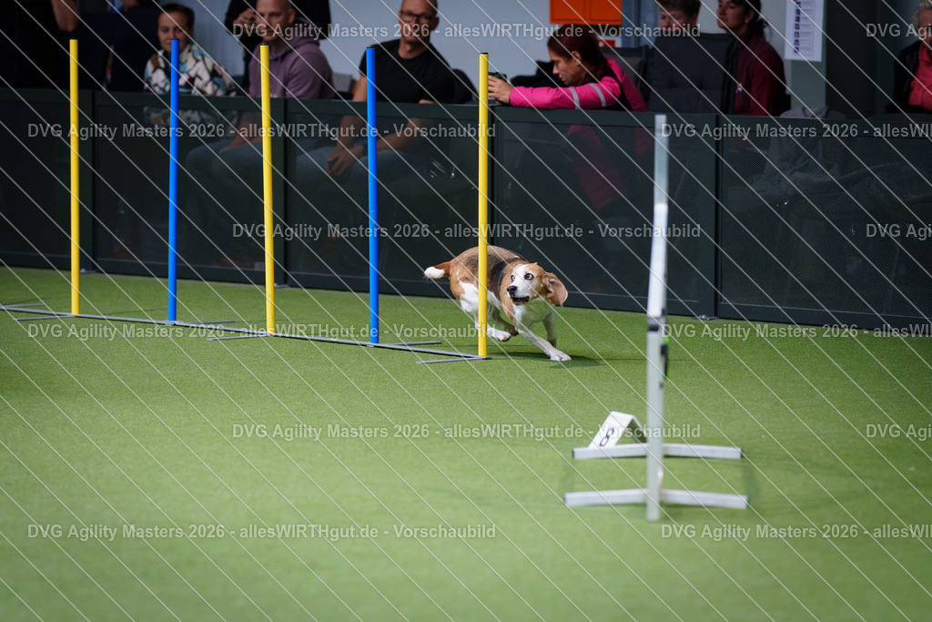 allesWIRTHgut_Tierfotografie-DVG_Agility_Masters_2026-11_22-7R505825 | Professionelle Tierfotografie in Mönchengladbach von Daniel Wirth (allesWIRTHgut). Liebevolle & natürliche Bilder von Hunden & Katzen für unvergessliche Erinnerungen.