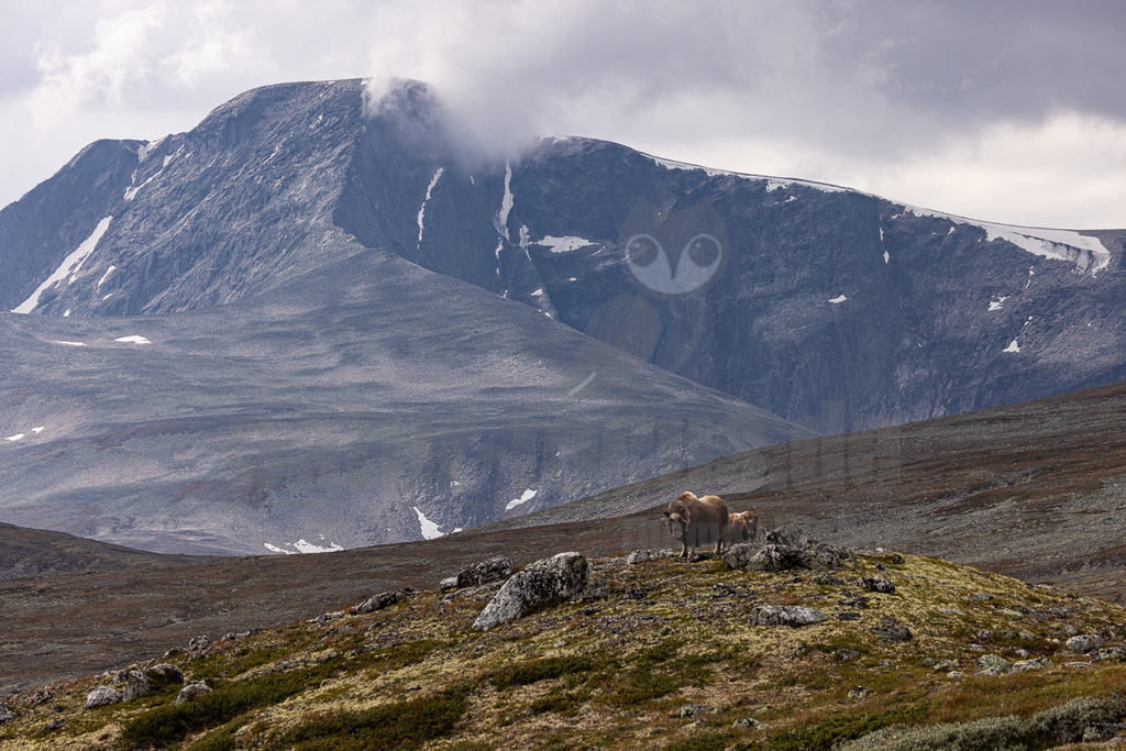 R5NF4465_20240803 | Die wild lebenden Moschusochsen sind eine der Hauptattraktionen des Dovrefjell-Nationalparks an der Grenze zwischen Süd- und Mittelnorwegen. Sie gehören zu den wenigen Tieren, die es in Europa gibt und lassen sich bei einem Besuch des Nationalparks gut beobachten. Rund 80 bis 100 Tiere leben im Westen des Parks in der kargen, kalten Fjellregion, die sie auf der Suche nach ihren Nahrungspflanzen durchstreifen.  - Realisiert mit Pictrs.com
