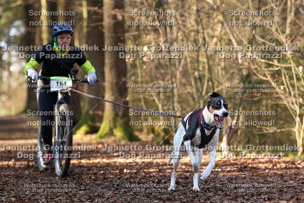 Dog Paparazzi - VCC26-893 | Dog Paparazzi Jeanette Grottendiek Fotografie & Videografie - Realisiert mit Pictrs.com