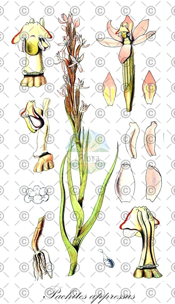 HistAbb_wfo-0001037236_1_ENZY_Simple | Historische Abbildung von Pachites appressus - Orchidaceae | Historical Illustration of Pachites appressus - Orchidaceae