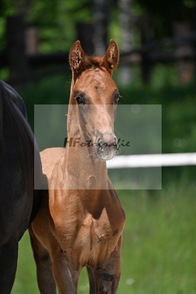 Feliciano x Don Primero_HF_Schuster_10250684 | hf-fotografie - Realisiert mit Pictrs.com