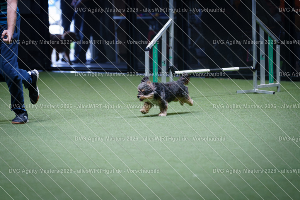 allesWIRTHgut_Tierfotografie-DVG_Agility_Masters_2026-12_18-7R502155 | Professionelle Tierfotografie in Mönchengladbach von Daniel Wirth (allesWIRTHgut). Liebevolle & natürliche Bilder von Hunden & Katzen für unvergessliche Erinnerungen.