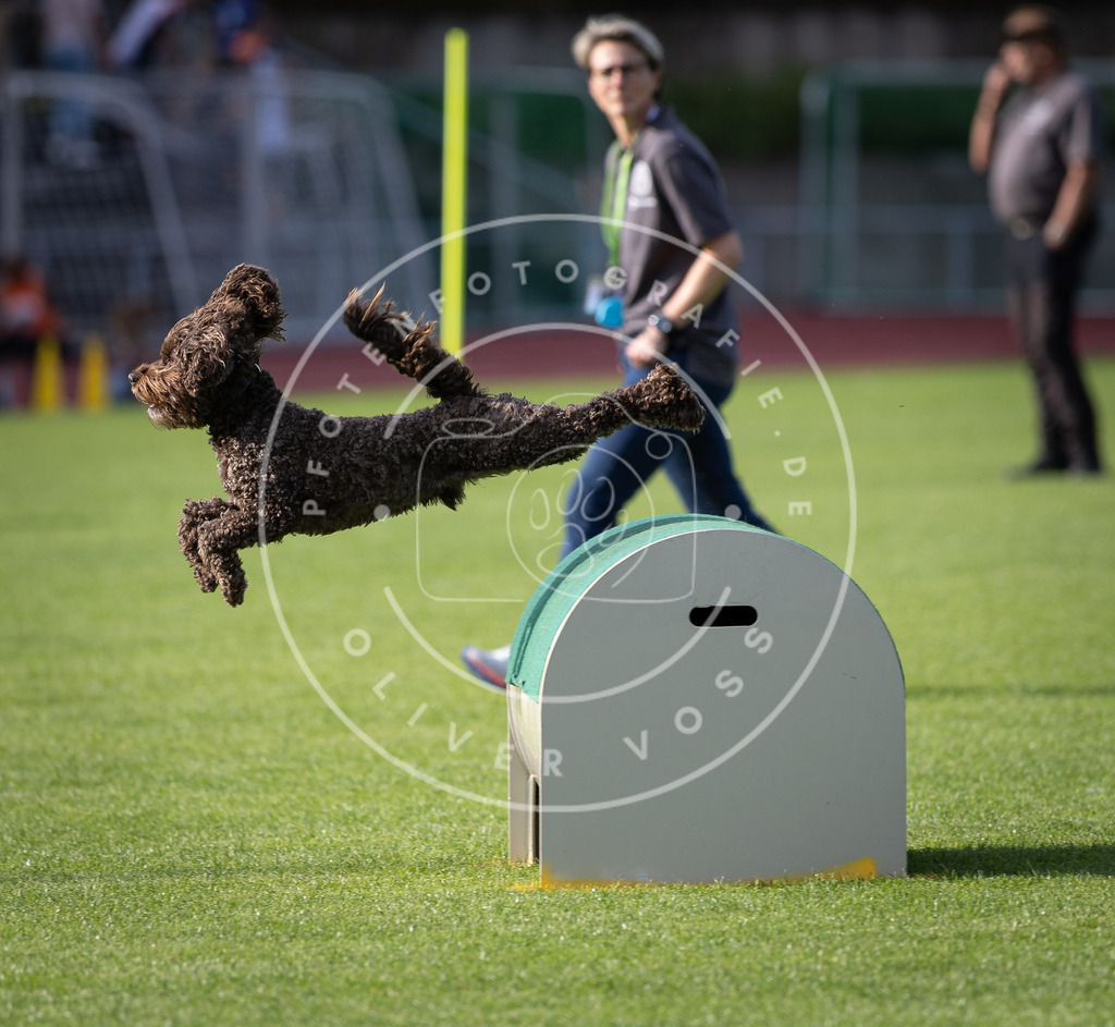 Pfotenfotografie_DV3A3070 | Hundefotografie, Tierfotograf, Pfotenfotografie, Fotoshooting Hund, Hunde Portrait, Hundesport, Hundeportraits, Heideshooting, Hunde, Sportfotograf, Hundefotograf, Turnierhundsport, THS,  - Realisiert mit Pictrs.com