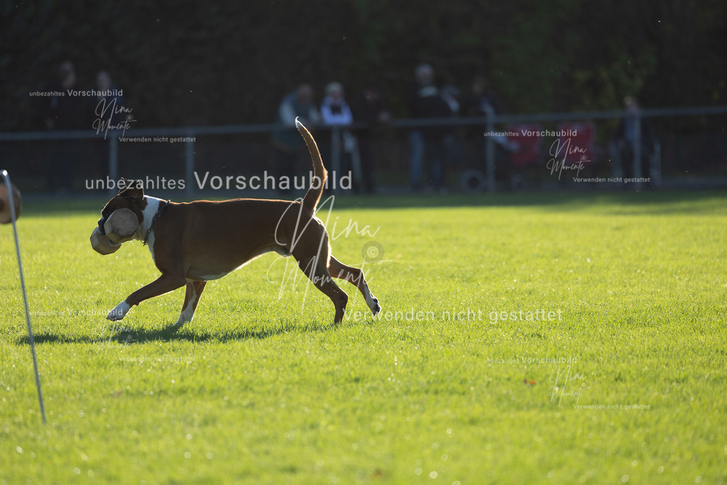 _16A4840 | Einzigartige Fotos von Hunden & Menschen –Actionfotos, Portraits, Vereinsaufnahmen & Paarshootings – authentisch, lebendig & mit Herz.