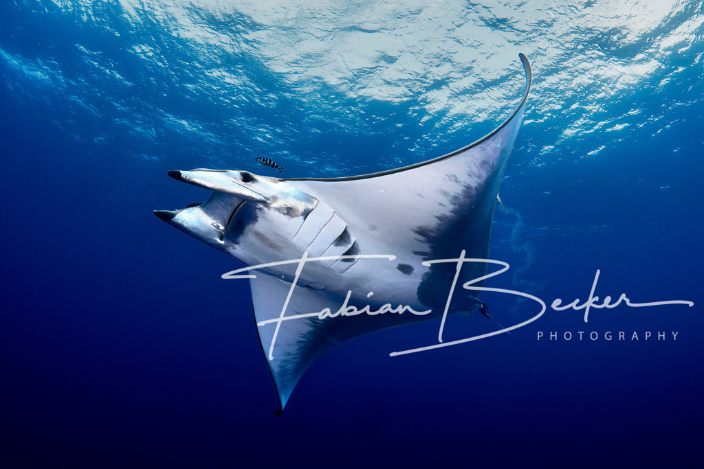 Flying | Einzigartige Wandbilder von faszinierenden Unterwasserwelten. Exklusive Kunst für Empfangsbereiche, Wohnraum oder Wartezimmer. - Realisiert mit Pictrs.com