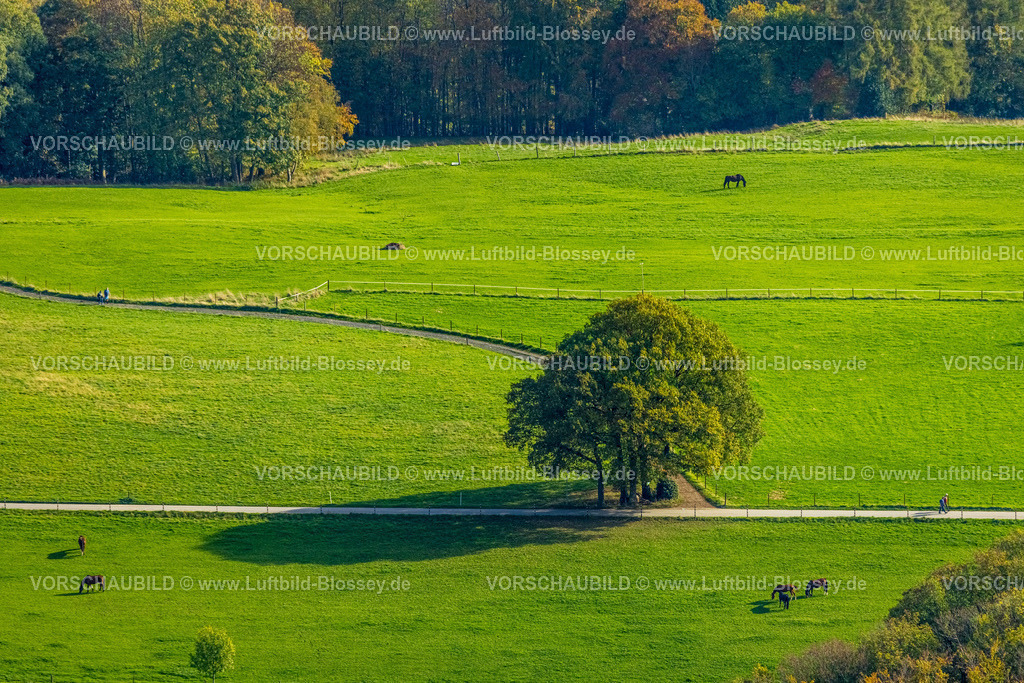Wetter221017301 | Luftbild, Baum im Feld, Pferde auf der Weide, Haspe, Hagen, Ruhrgebiet, Nordrhein-Westfalen, Deutschland