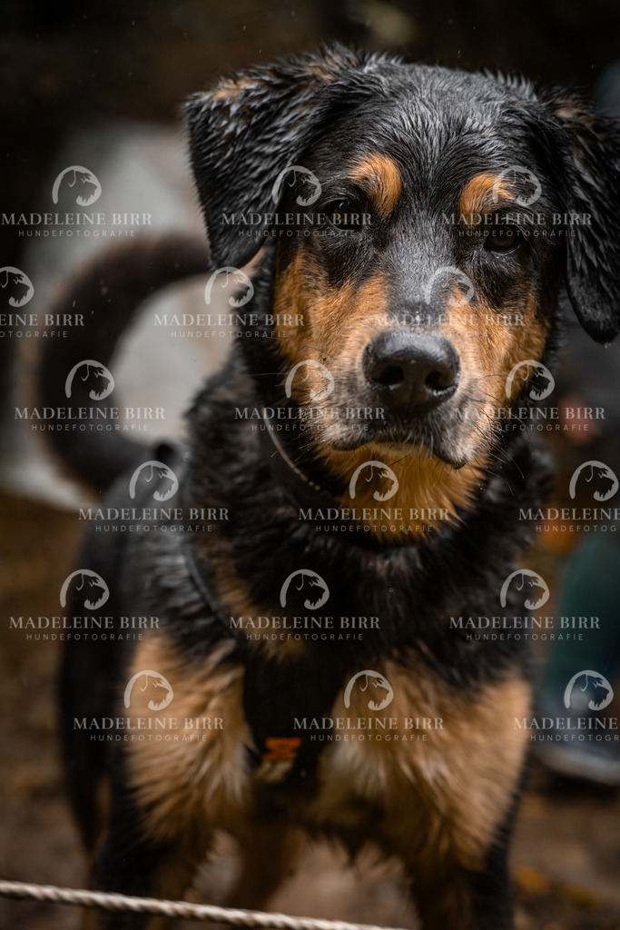 madeleinebirr-fotografie2025.campcanis.sa.10-11Uhr-417 | hundefotografie-birr