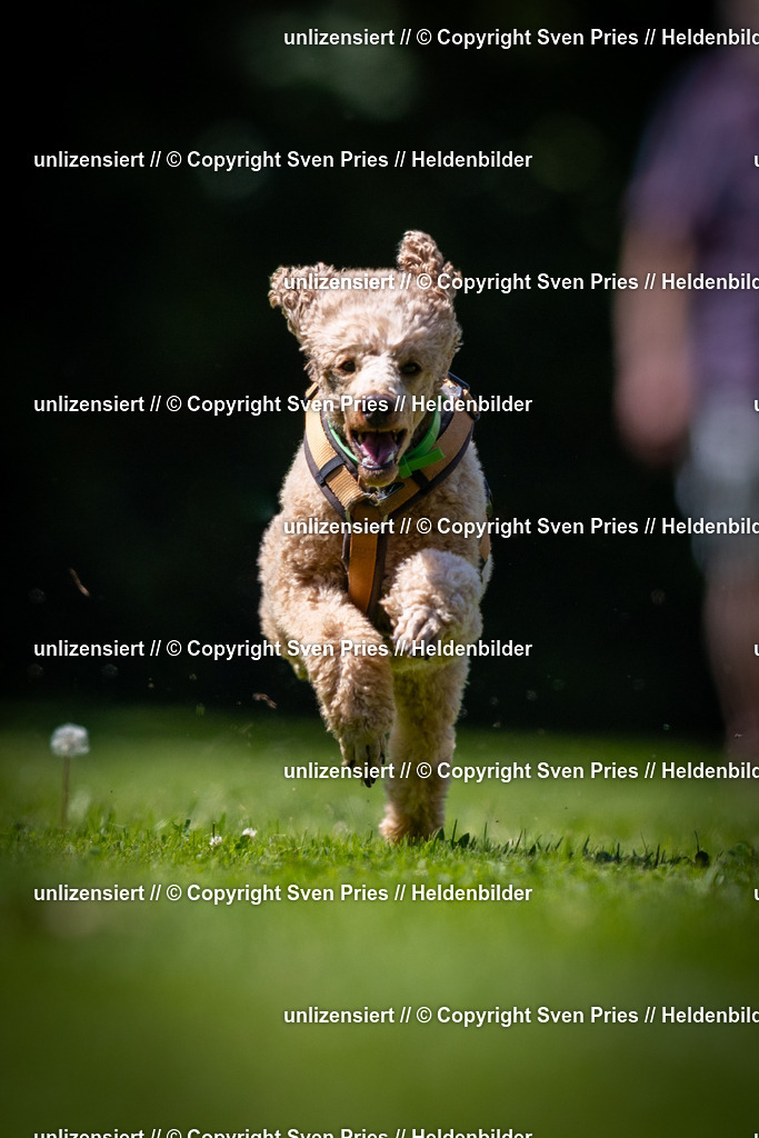 Sven Pries | 2025-08-10 - Hunderennen Durlach - Realisiert mit Pictrs.com