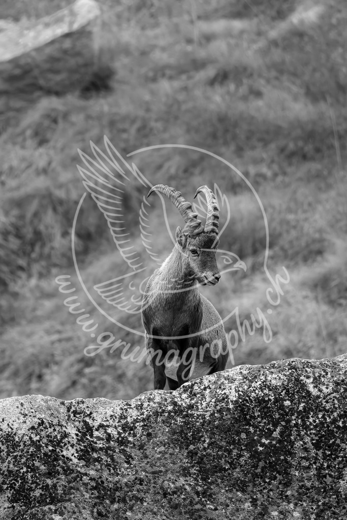 silent sentinel - alpine ibex_ switzerland_swx | Authentische Landschafts- & Wildtierfotografie aus der Schweiz. Hochwertige Wandbilder, Fine-Art-Prints und Wunschmotive nach Auftrag – sorgfältig entwickelt im Grumagraphy-Style