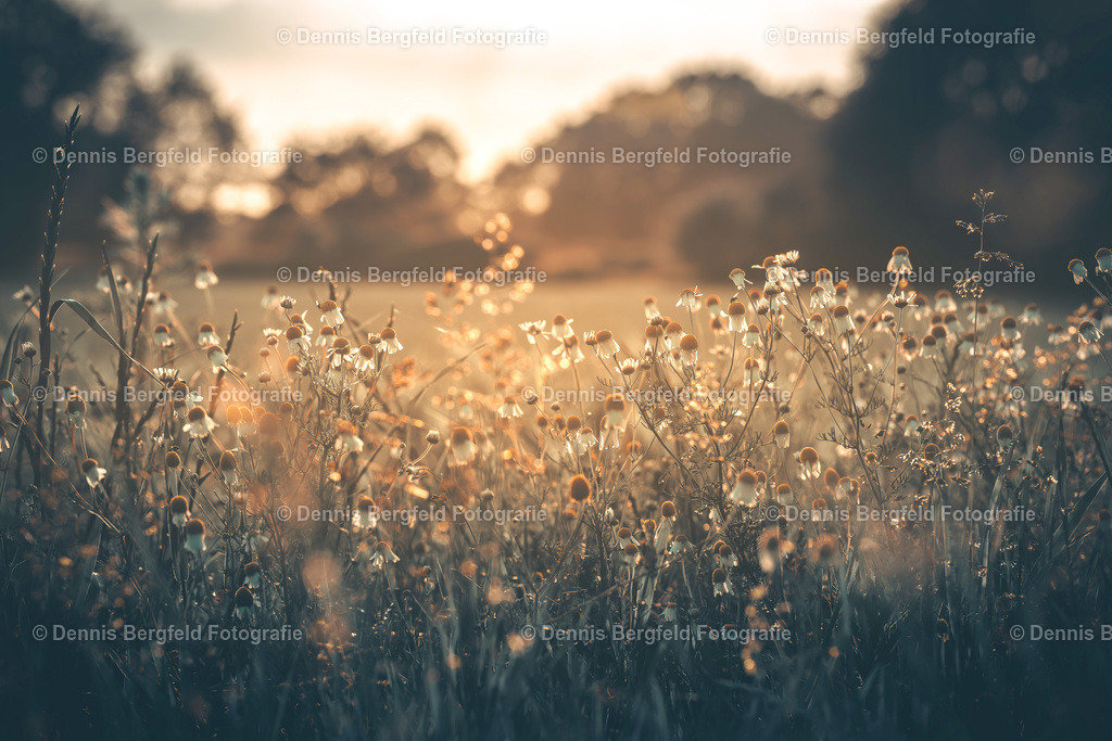 Blumenwiese 3 | Entdecken Sie Natur, Makro und Tierfotografie von Dennis Bergfeld.Besondere Momente und Details der Natur, hochwertig als Foto und Wandbild erhältlich. - Realisiert mit Pictrs.com