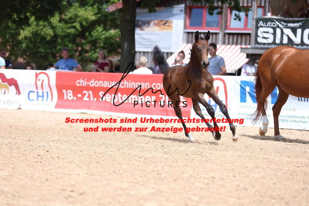 Fohlenschau_Schwäbisch_Hall_dressurbetonte_Fohlen_KN 12_2 | lmwpictures - Realisiert mit Pictrs.com