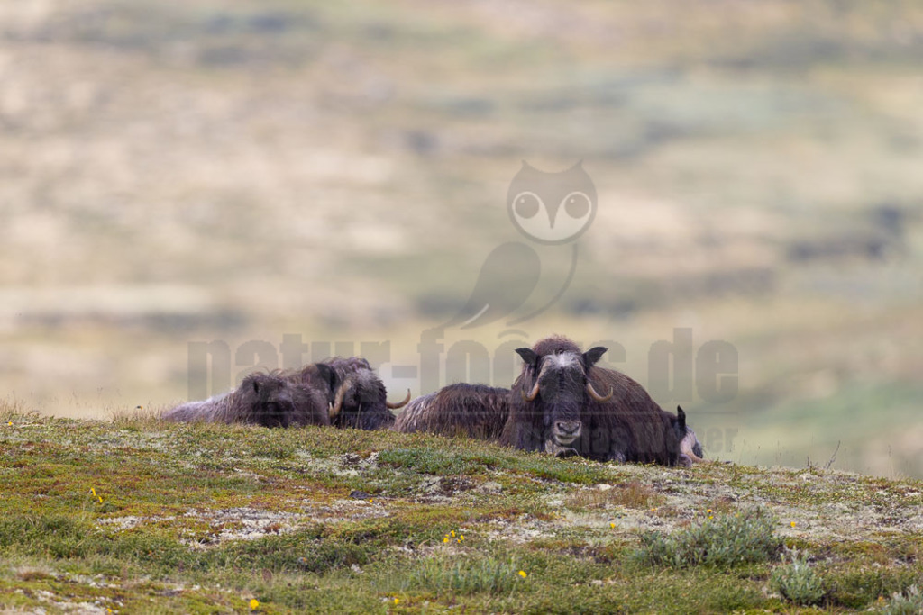 R5NF1357-20230727 | Der Moschusochse (Ovibos moschatus), auch als Bisamochse oder Schafsochse bezeichnet, ist ein Paarhufer aus der Unterfamilie der Antilopinae; innerhalb derer gehört er in die Verwandtschaftsgruppe der Ziegenartigen. - Realisiert mit Pictrs.com