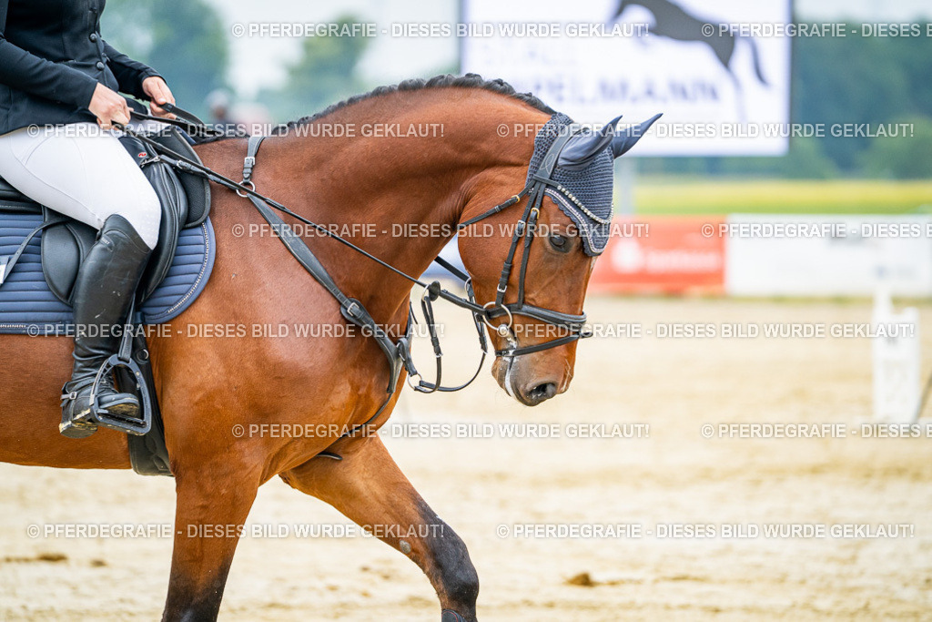 DSC00303 | Pferdegrafie