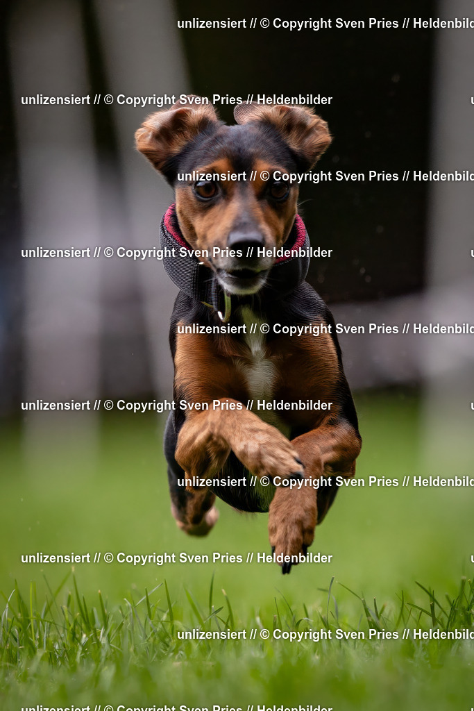 Sven Pries | 2024-10-19 - Hunderennen Ober-Grombach - Realisiert mit Pictrs.com