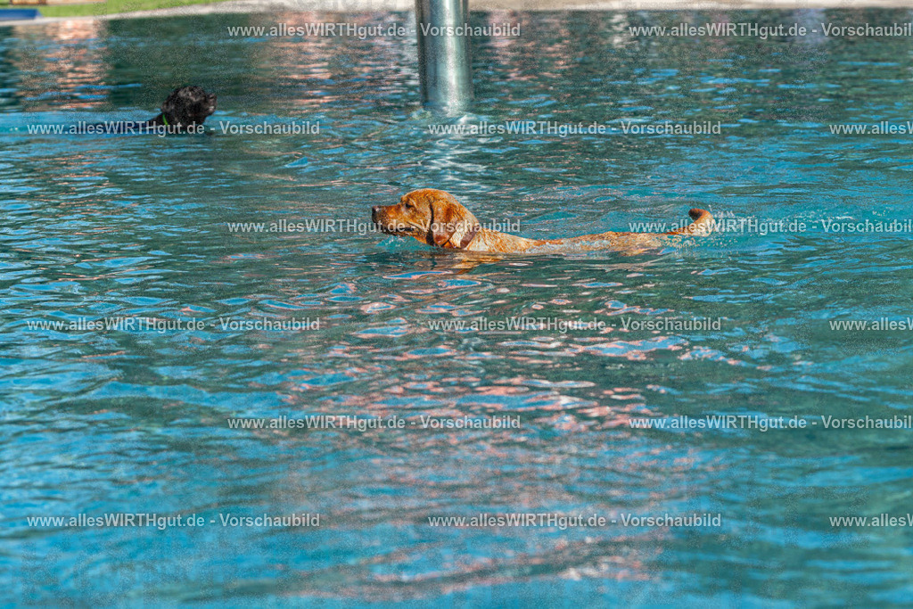 Hundeschwimmen_Volksbad_2026-allesWIRTHgut_Tierfotografie-2609061111-FAY06173 | Professionelle Tierfotografie in Mönchengladbach von Daniel Wirth (allesWIRTHgut). Liebevolle & natürliche Bilder von Hunden & Katzen für unvergessliche Erinnerungen.