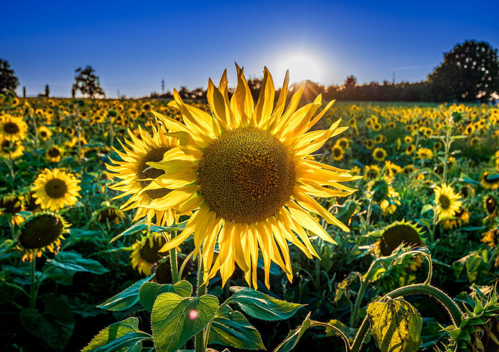 MPI_Blüten_0044 | Sonnenblumenfeld bei Rheinau  - Realisiert mit Pictrs.com