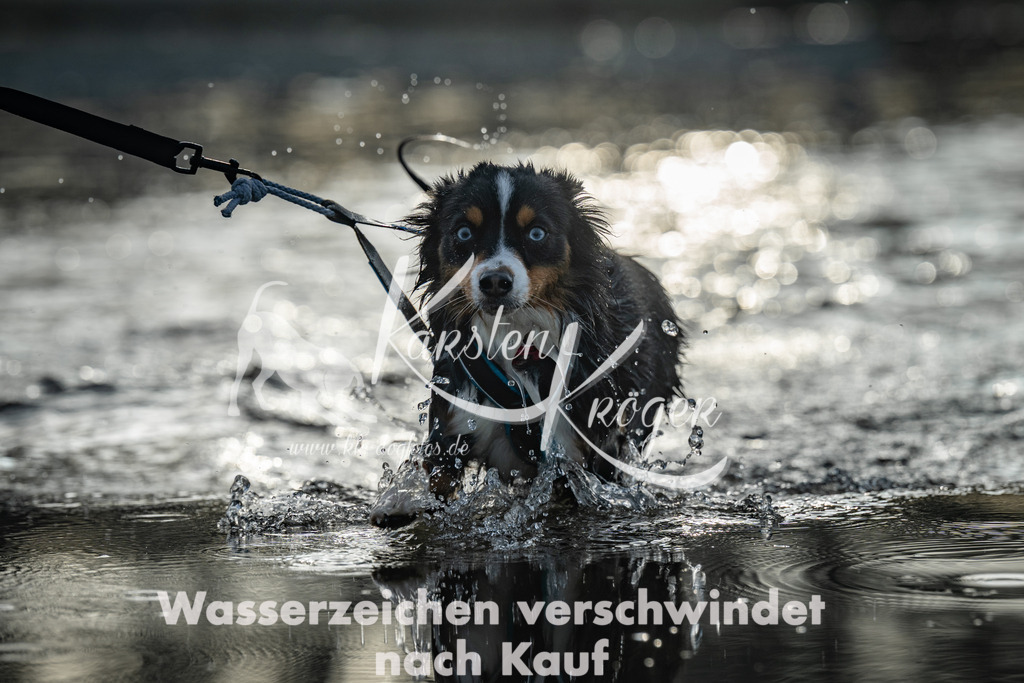 0823_ZZ96864 | kk-dogfotos