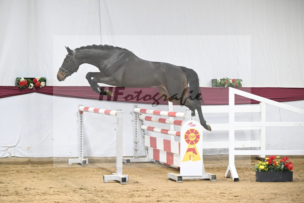 Kat-Nr. 99 Conthalou x Colestus_ZG Erkner_47253214 | hf-fotografie - Realisiert mit Pictrs.com