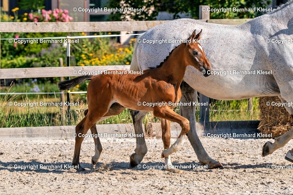 2A906373 | foto-team-bernhard - Realisiert mit Pictrs.com