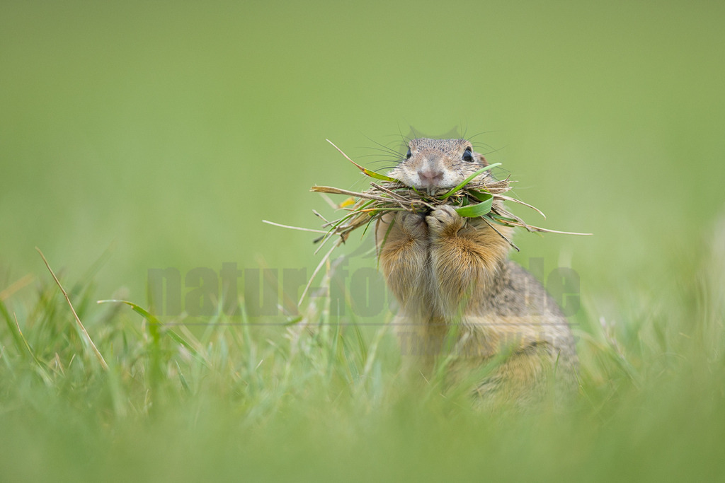 R6M39908_20260521 | Ein Europäisches Ziesel (Spermophilus citellus) steht aufrecht in einem Feld aus grünem Gras und hält einen großen Büschel Gras in seinem Maul und seinen Pfoten. Es scheint Material für ein Nest zu sammeln oder zu transportieren. - Realisiert mit Pictrs.com