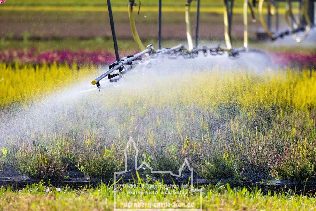 Knoblauchsland Nürnberg | Nahaufnahme einer Bewässerungsanlage, die Wasser auf Pflanzen im Knoblauchsland, Nürnberg, verteilt. Die aktuelle Diskussion um den Wassercent in Bayern betrifft auch Landwirte in dieser Region, die möglicherweise für die Bewässerung ihrer Felder zusätzliche Kosten tragen müssen. - Realisiert mit Pictrs.com