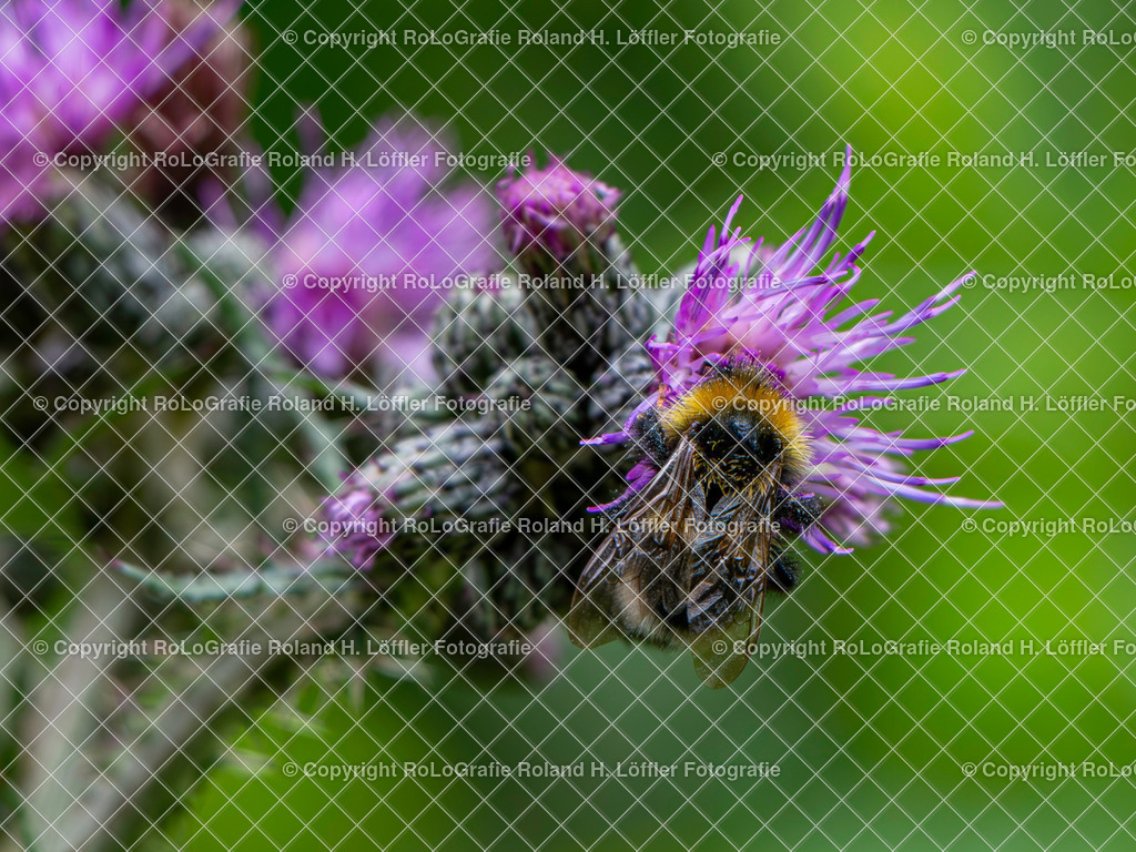 Sumpf-oder-Bach-Kratzdistel_Cirsium palustre (L.) Scop._Familie-Asteraceae_7 | Sumpf- oder Bach-Kratzdistel, Cirsium palustre (L.) Scop., aus der Familie der Asteraceae - Realisiert mit Pictrs.com