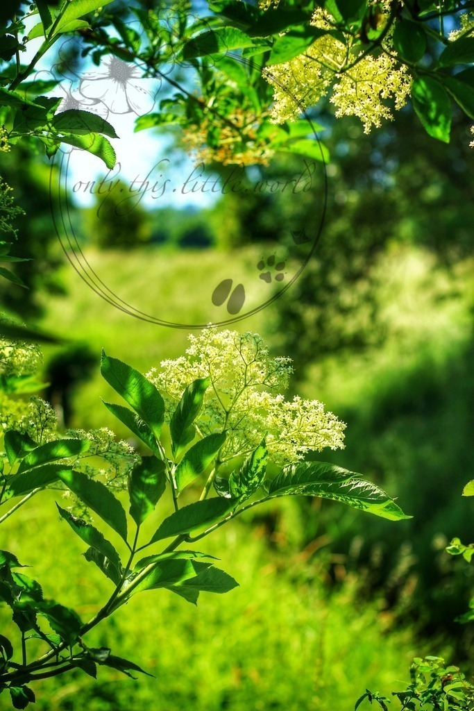 Holunderblüten | only.this.little.world - Realisiert mit Pictrs.com