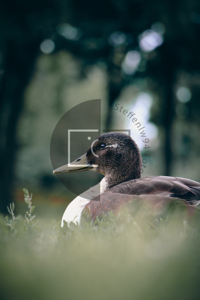 Wandbild Pommernente | Ich bin Fotograf und auf meiner Webseite hast du die Möglichkeit meine fotografie als Wandbilder druckfertig für dein Zuhause zu bestellten. - Realisiert mit Pictrs.com