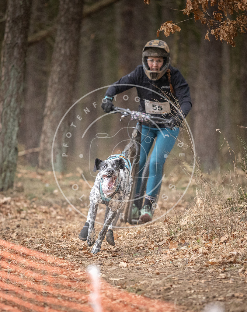Pfotenfotografie_DV3A1421 | Hundefotografie, Tierfotograf, Pfotenfotografie, Fotoshooting Hund, Hunde Portrait, Hundesport, Hundeportraits, Heideshooting, Hunde, Sportfotograf, Hundefotograf, Turnierhundsport, THS,  - Realisiert mit Pictrs.com