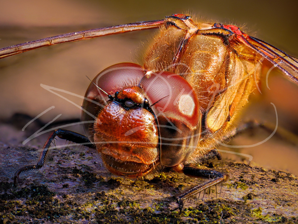 Heidelibelle | Naturschönheiten aus Deutschland. Pflanzen und Tiere, Insekten und Naturschauspiele. Alle schönen Details, die uns umgeben, fotografiert von Michi Moc.  - Realisiert mit Pictrs.com