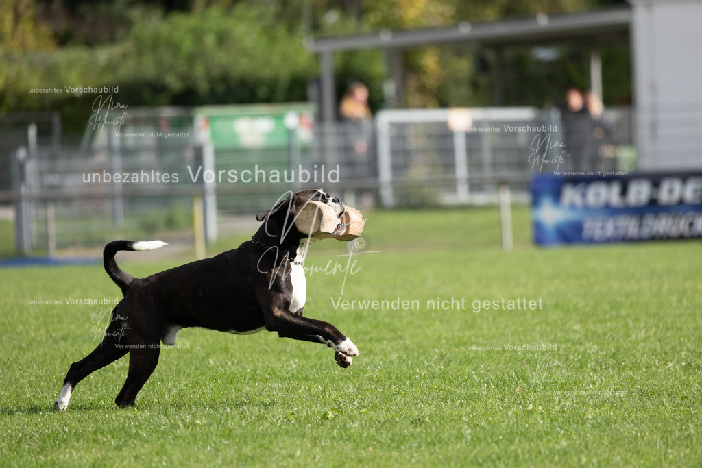 _16A6666 | Einzigartige Fotos von Hunden & Menschen –Actionfotos, Portraits, Vereinsaufnahmen & Paarshootings – authentisch, lebendig & mit Herz.