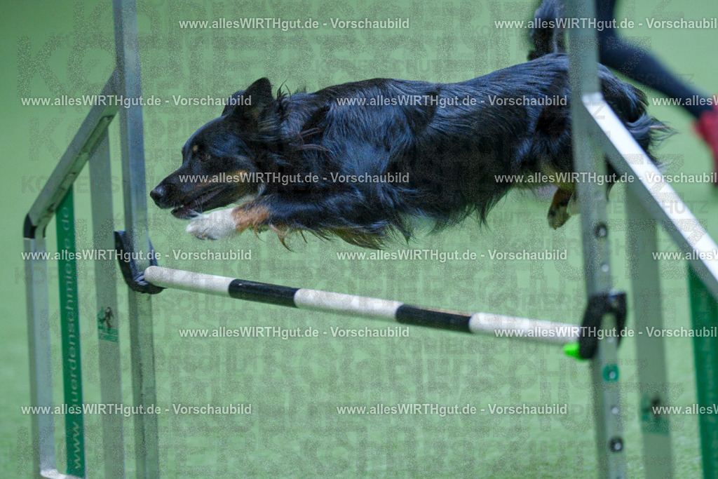 @allesWIRTHgut_Tierfotografie - www.allesWIRTHgut.de - 2604251352-7R504226 | Professionelle Tierfotografie in Mönchengladbach von Daniel Wirth (allesWIRTHgut). Liebevolle & natürliche Bilder von Hunden & Katzen für unvergessliche Erinnerungen.