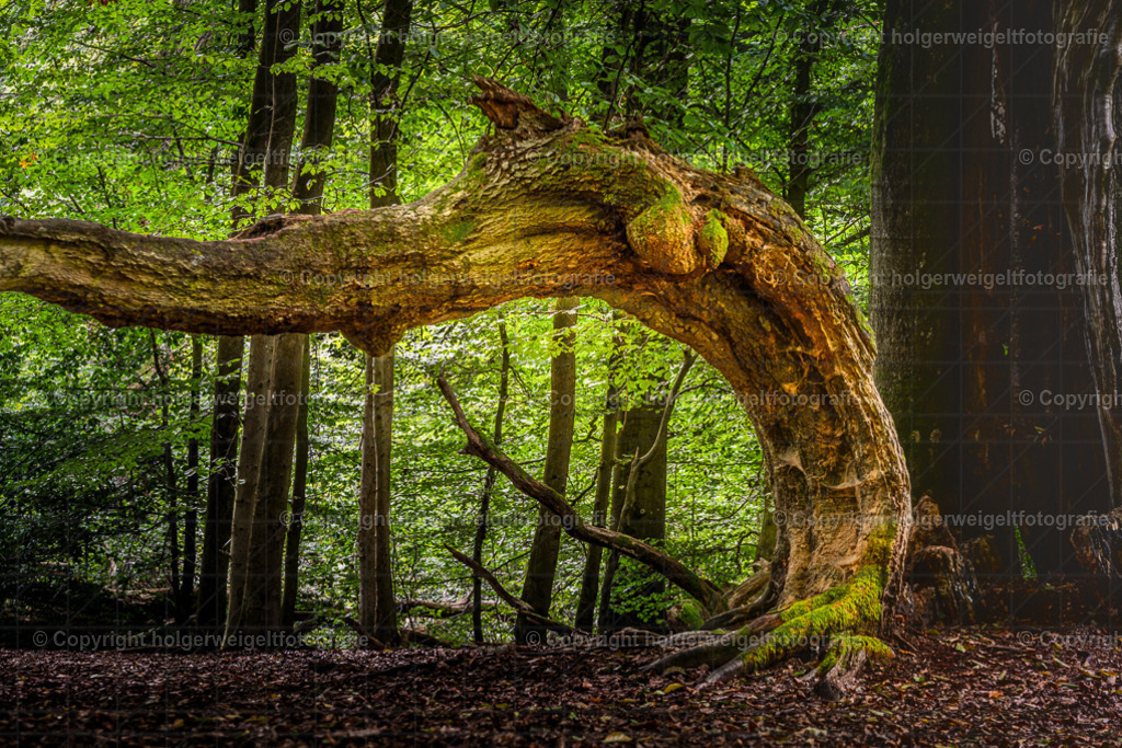 Der Gebeugte II | Kaufen sie online außergewöhnliche Fotografien auf Leinwand Acrylglas Fotoprint Aludibond von holgerweigeltfotografie - Realisiert mit Pictrs.com