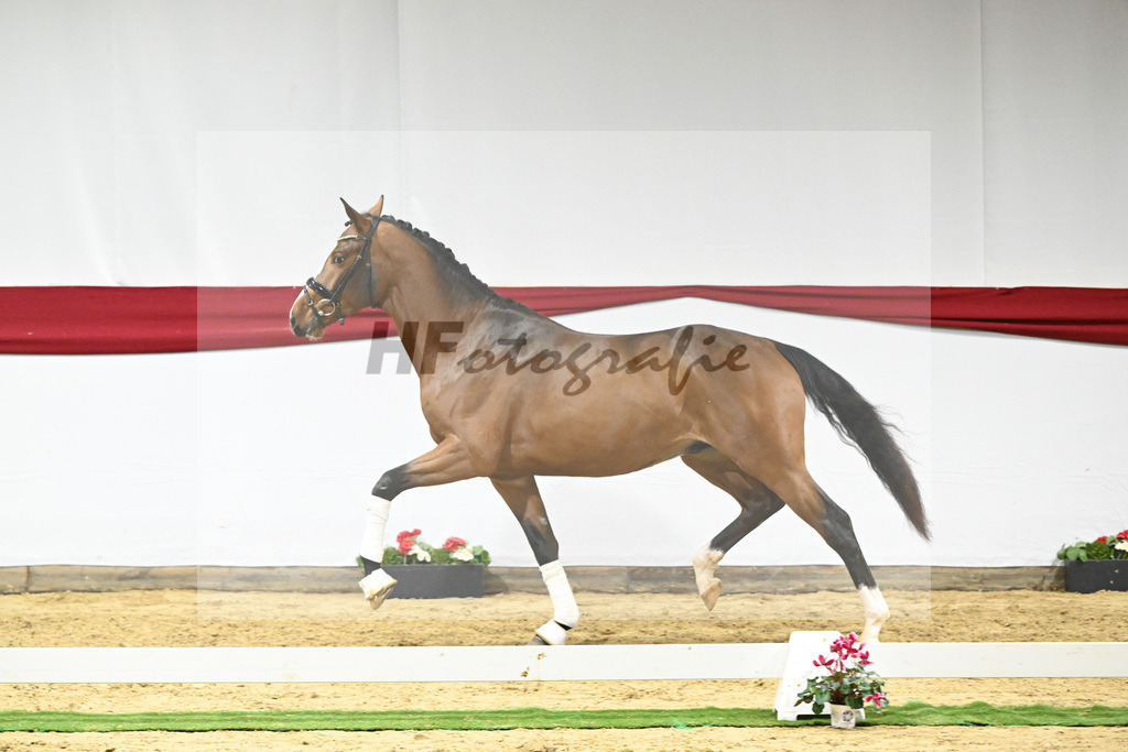 Kat-Nr. 62 v. DSP Topas_Schepper_63221868 | hf-fotografie - Realizzato con Pictrs.com
