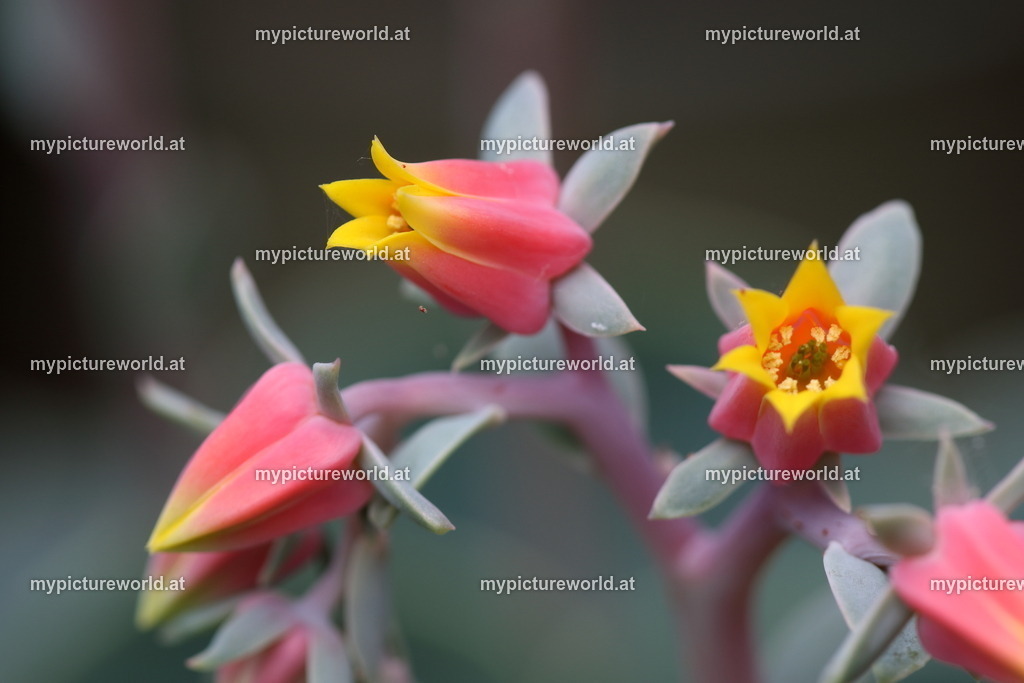 Echeveria derenbergii-004 | Das Bilderarchiv über Tiere, Planzen und Landschaften. In der Bilddatenbank finden Sie ein große Auswahl an hochwertigen Bilder für Ihre Werbung - Realisiert mit Pictrs.com