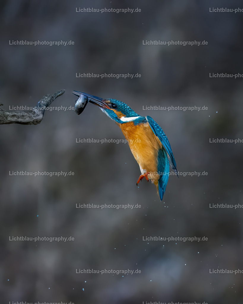 Eisvogel-35 | Hans-Bernd Lichtblau Photography. Finden Sie wunderschöne Fotografien aus Landschaft und Natur.  - Realisiert mit Pictrs.com