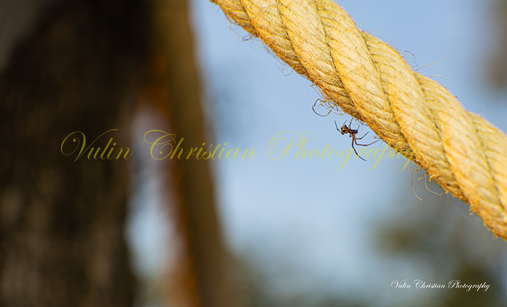 Macro 41 | Christian Vulin  - Realisiert mit Pictrs.com