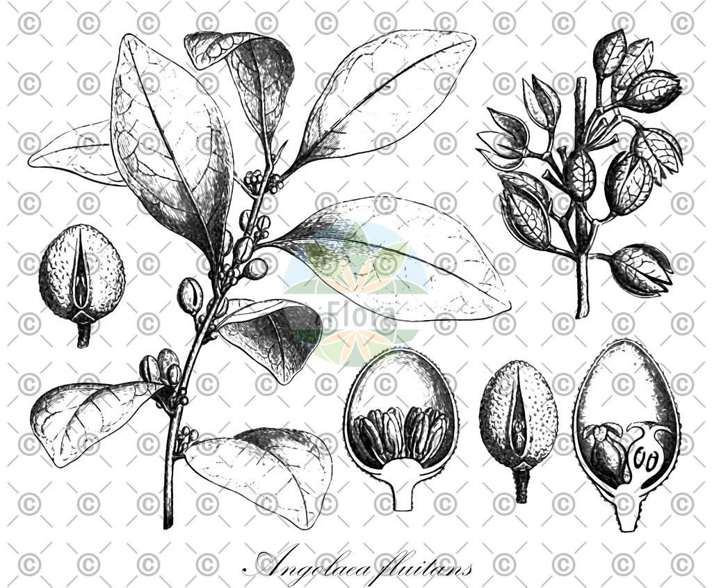 HistAbb_wfo-0000536542_219_ENZY_Simple | Historische Abbildung von Angolaea fluitans - Podostemaceae | Historical Illustration of Angolaea fluitans - Podostemaceae