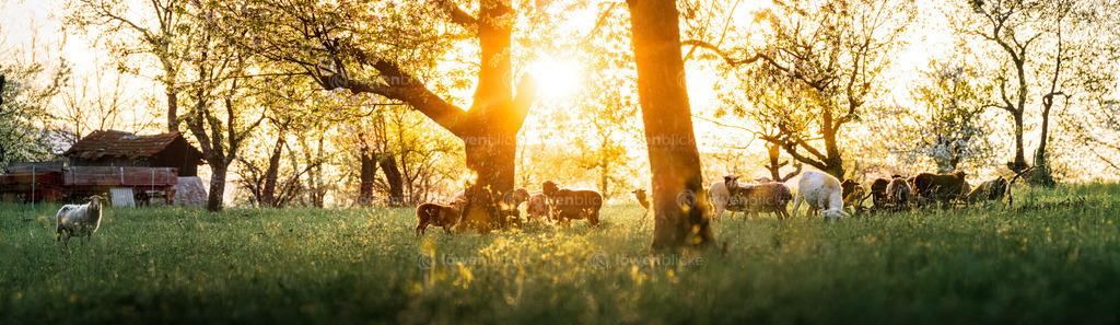 Schafe auf den Geislinger Streuobstwiesen | löwenblicke | shop