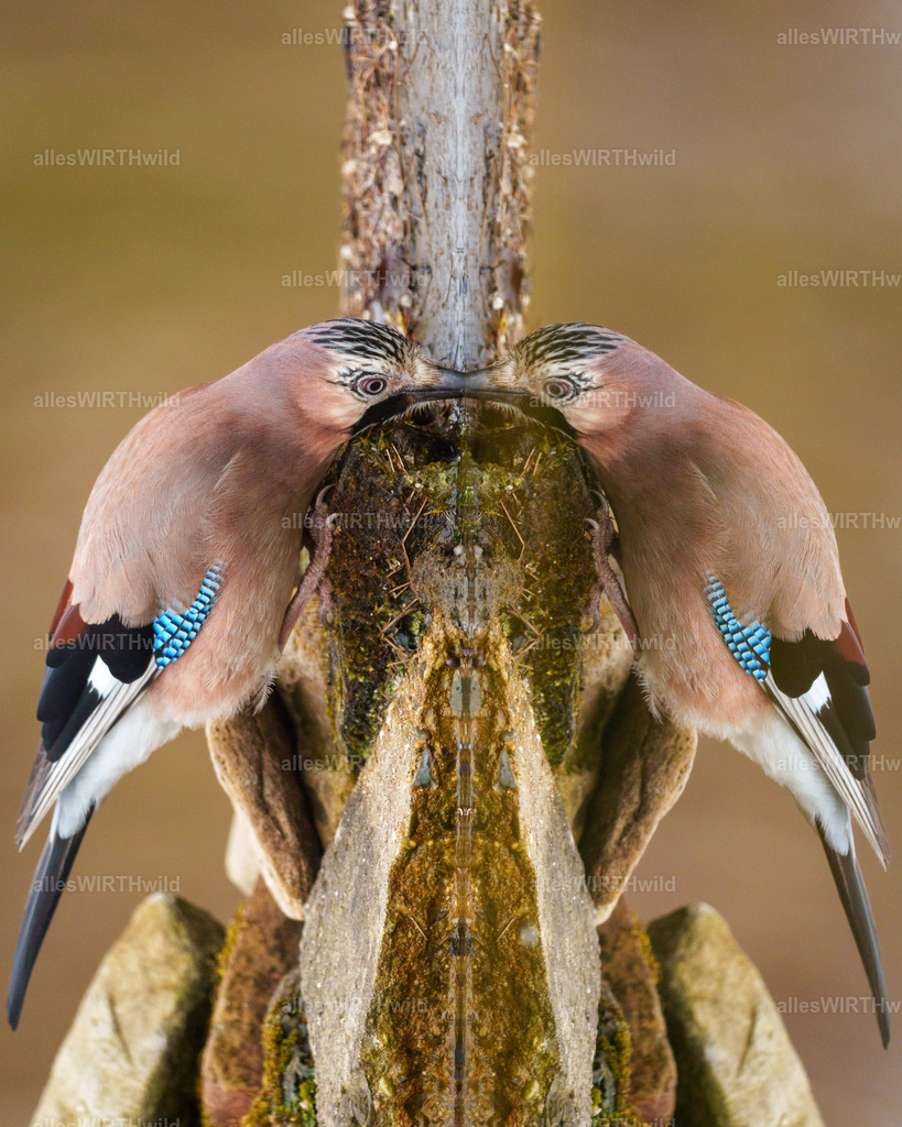 Daniel Wirth - www.allesWIRTHwild.de -7IV04215 | Entdecke die faszinierende Welt der Natur- und Wildlife-Fotografie von Daniel und Bärbel. Inspirierende Bilder von wilden Tieren und kleinen Naturwundern.