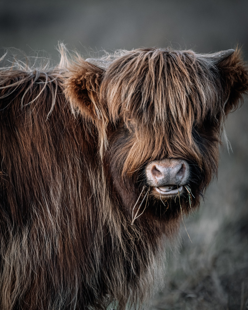 Junges Schottisches Hochland Rind | Bild eines Jungen Galloway - Realisiert mit Pictrs.com