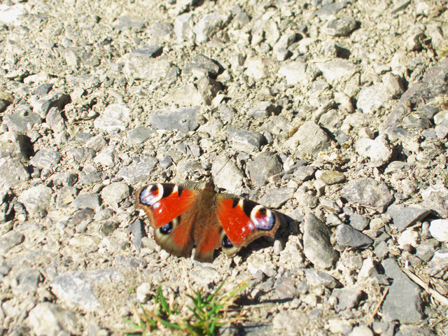 Tagpfauenauge auf Weg | Verkauf von Fotos und  Videoclips zumThema Natur.Motive sind Pflanzen, Tiere, Landschaftenund Wetter - Realisiert mit Pictrs.com