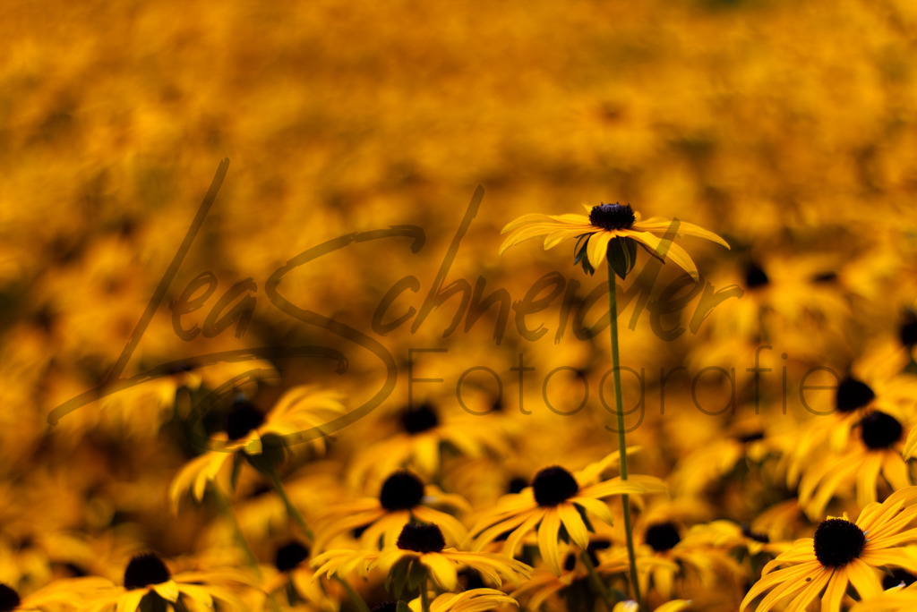 Natur & Tiere 5 | Blütenmeer - Realisiert mit Pictrs.com