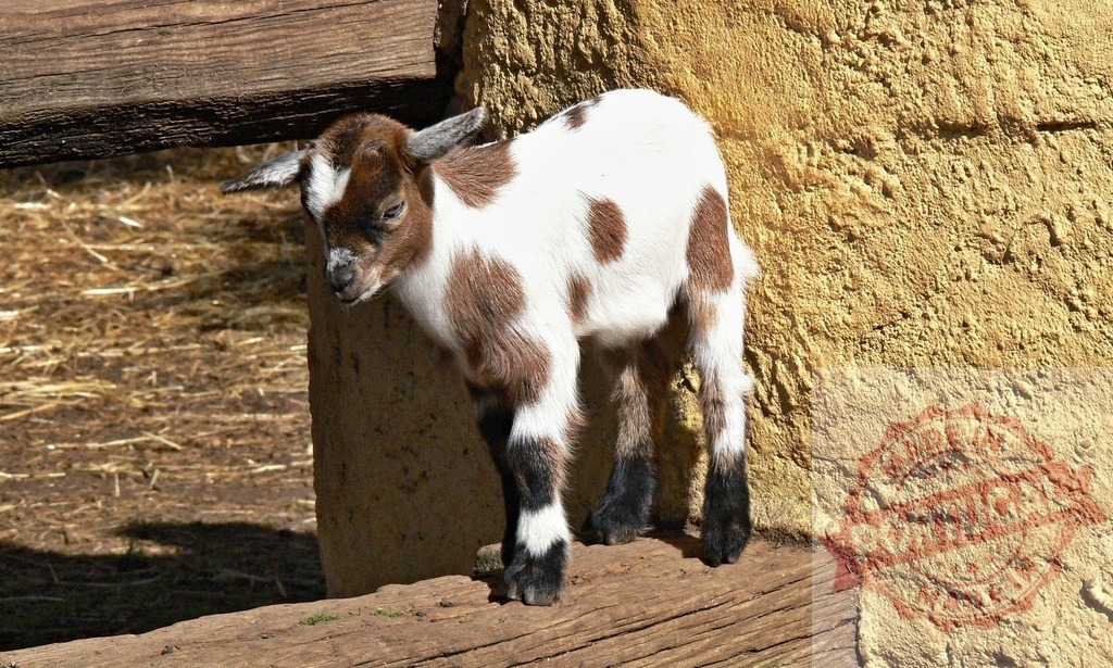 Spotted baby goat standing on wooden beam | Baby goat standing on a wooden beam by an adobe wall - Realized with Pictrs.com
