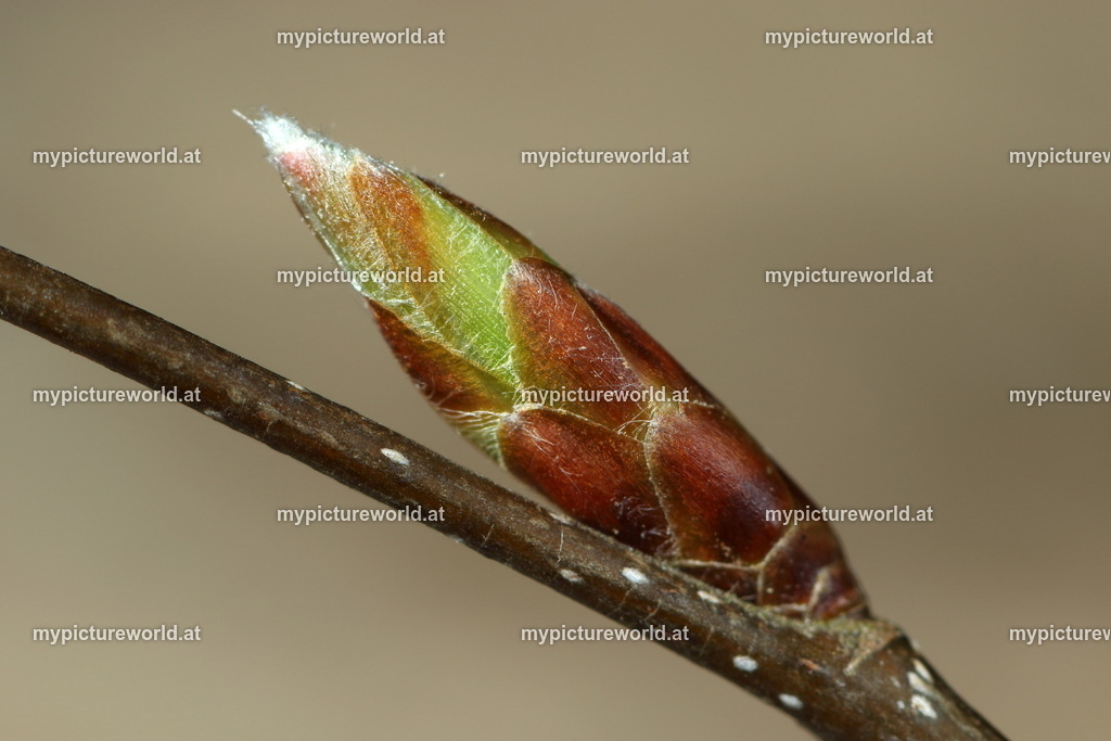 Hainbuche-001 | Das Bilderarchiv über Tiere, Planzen und Landschaften. In der Bilddatenbank finden Sie ein große Auswahl an hochwertigen Bilder für Ihre Werbung - Realisiert mit Pictrs.com