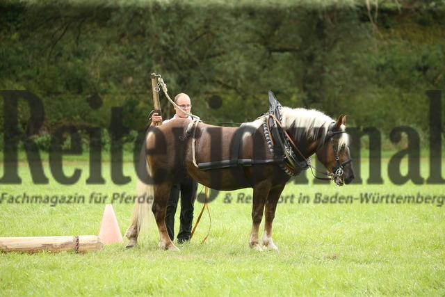 Leistungsprüfung_Ziehen_KN_15_Marbach_2022 (4) | Alle Fotos der Reiterjournal Fotografin Doris Matthaes im Reiterjournal Online-Fotoshop. - Realisiert mit Pictrs.com