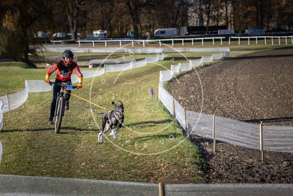 CaniXpix_DV3A4319 | Hundefotografie, Tierfotograf, Pfotenfotografie, Fotoshooting Hund, Hunde Portrait, Hundesport, Hundeportraits, Heideshooting, Hunde, Sportfotograf, Hundefotograf, Turnierhundsport, THS,  - Realisiert mit Pictrs.com