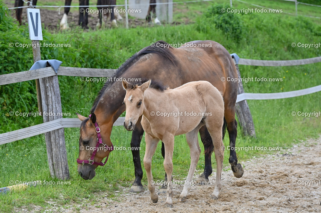 Otis_ 25.05.2023-5 | 25.05.2023, Slowakei, SVK, Dolný Moštenec, im Bild Fohlen, Pferd, Quarter Horse, Reitplatz