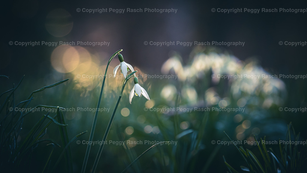 Schneeglöckchen | Schneeglöckchen - Realisiert mit Pictrs.com