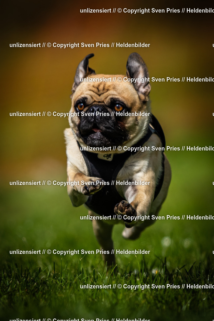 Sven Pries | 2025-04-13 - Hunderennen Baden-Baden - Realisiert mit Pictrs.com